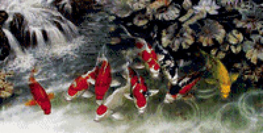 карпи - предпросмотр