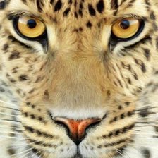 Схема вышивки «№611831»