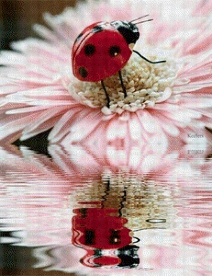 №611846 - отражение, букашка, божья коровка, цветок - предпросмотр