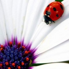 Схема вышивки «№611854»