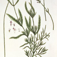 Схема вышивки «Лаванда»