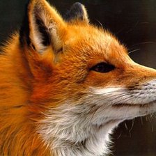 Схема вышивки «Лиса»