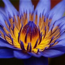 Схема вышивки «Небобычный цветок»