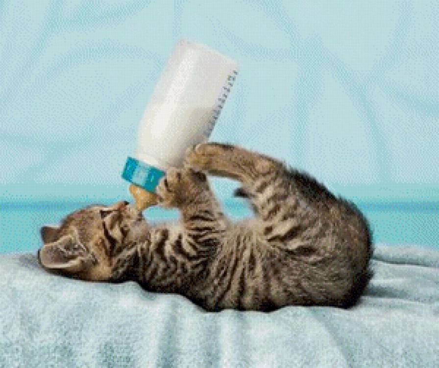 я сам - котенок - предпросмотр