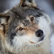 Схема вышивки «№612503»