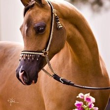 Схема вышивки «лощадь»