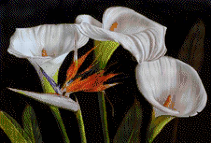 каллы - цветы, каллы - предпросмотр