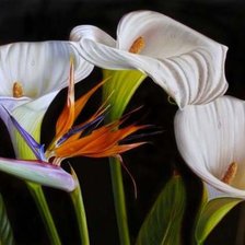 Схема вышивки «каллы»