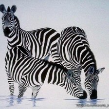 Схема вышивки «Зебры»