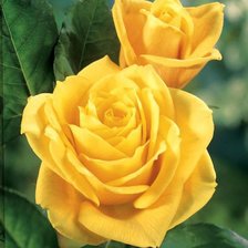 Схема вышивки «серия "розы"»