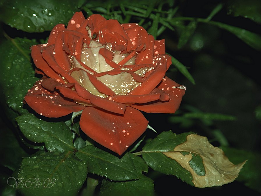 серия "розы" - цветы.розы - оригинал