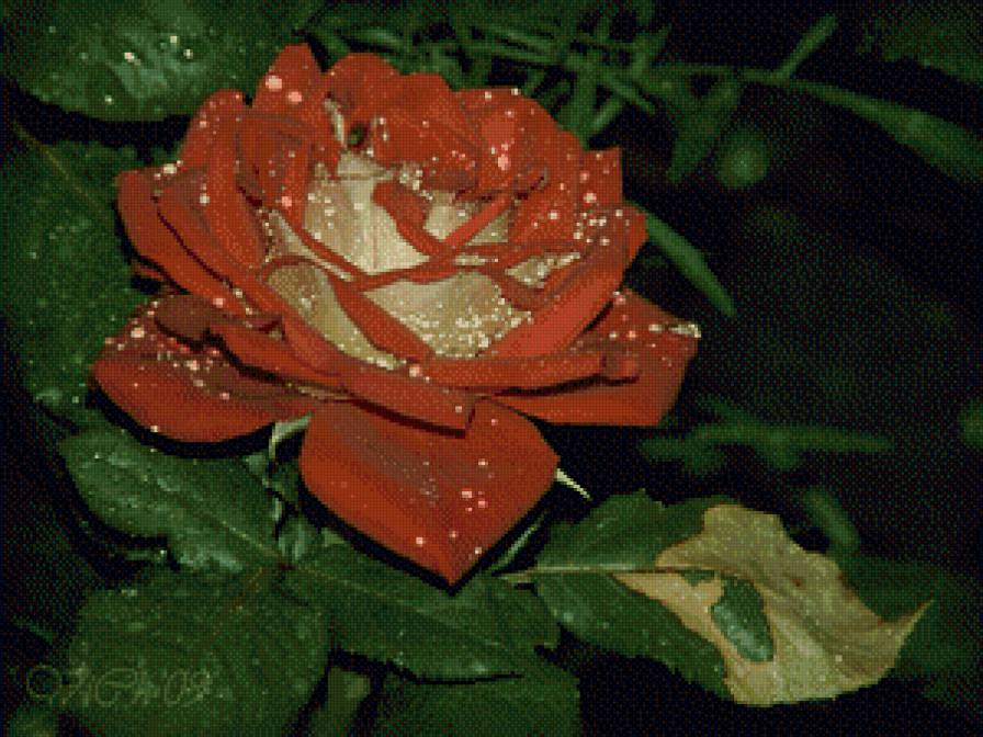 серия "розы" - цветы.розы - предпросмотр