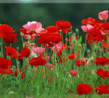 Схема вышивки «Маки»