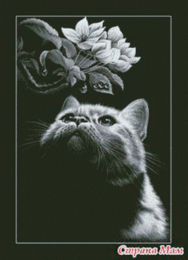 кот и магнолия - кошки, животные - предпросмотр