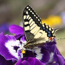 Схема вышивки «№613089»