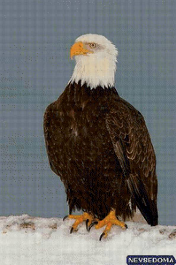 птица - природа, птица - предпросмотр