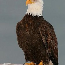 Схема вышивки «птица»