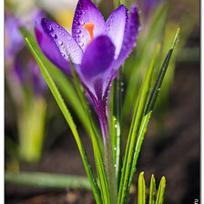 Схема вышивки «КРОКУС»