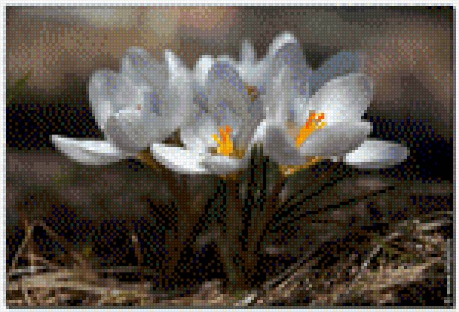 КРОКУСИ - квіти - предпросмотр