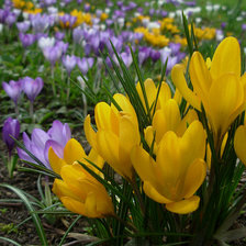 Схема вышивки «КРОКУСИ»