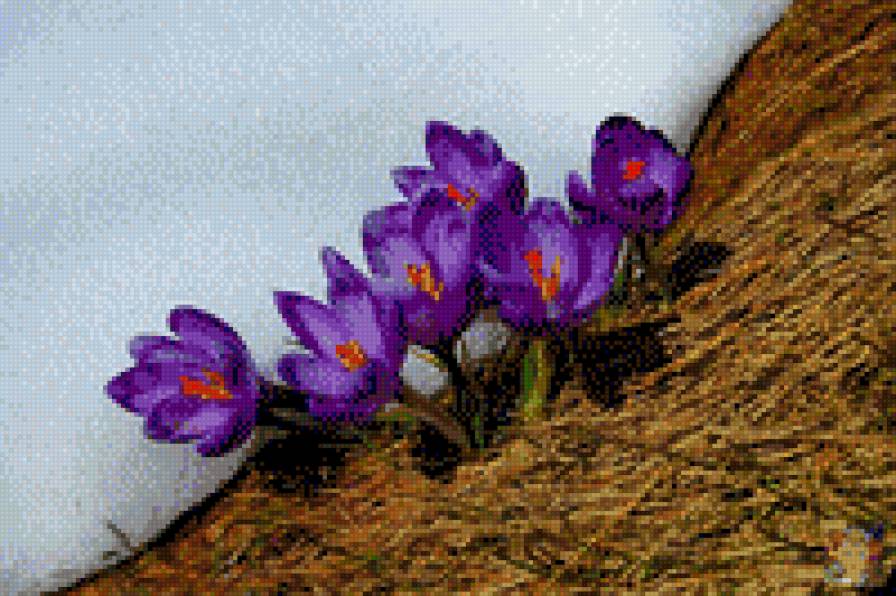 КРОКУСИ - квіти - предпросмотр