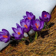 Схема вышивки «КРОКУСИ»