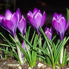 Схема вышивки «КРОКУСИ»