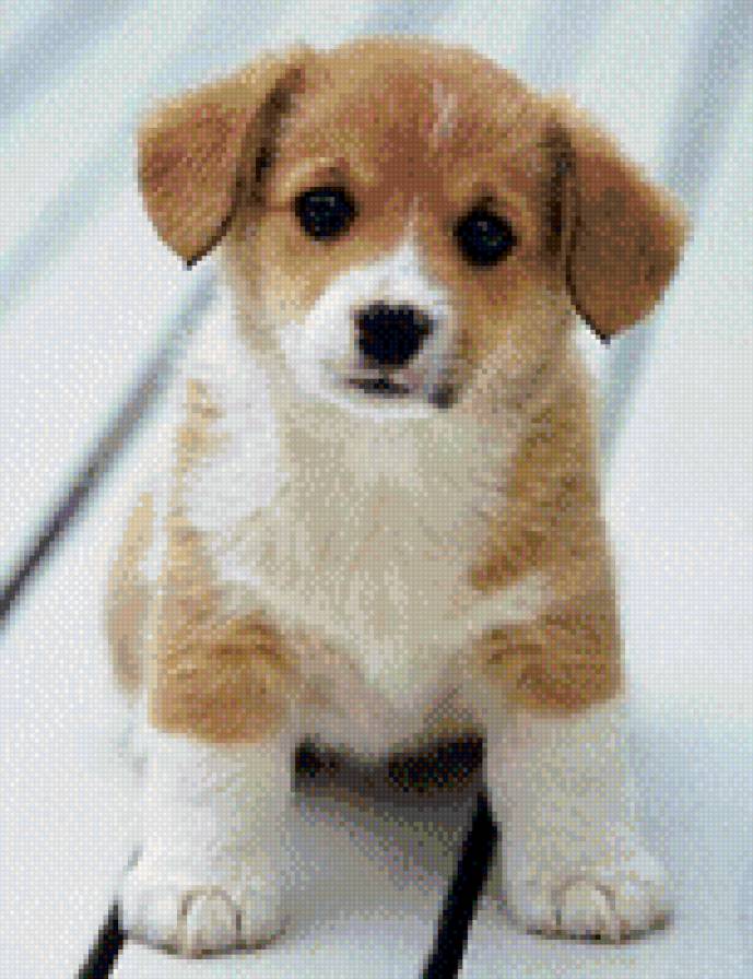 щенок - щенок, песик, собачка, пес, собака - предпросмотр