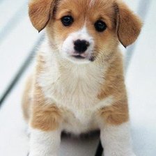 Схема вышивки «щенок»