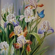 ирисы
