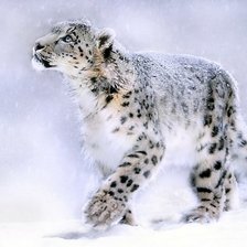 Схема вышивки «красавец»