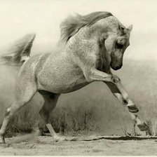 Схема вышивки «конь»