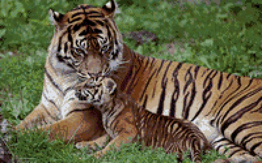 мама-тигрица - тигрица, тигренок, мама, тигр, природа - предпросмотр