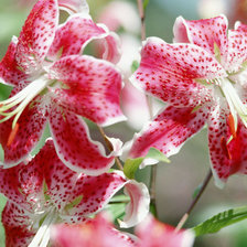 Схема вышивки «лилия»