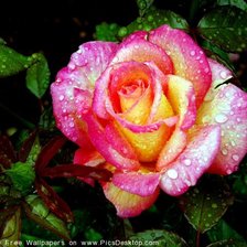 Схема вышивки «роза»