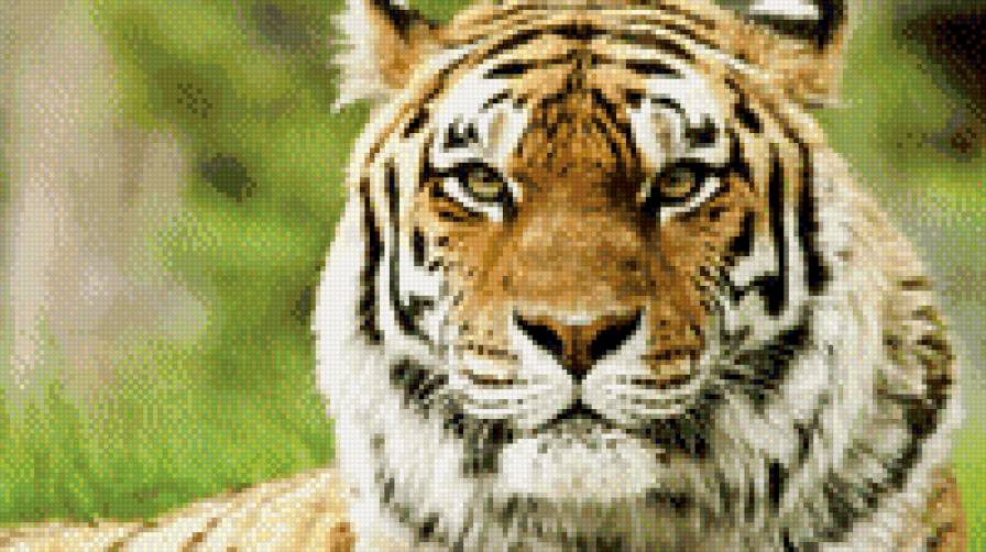 тигр - природа, животные, тигр - предпросмотр