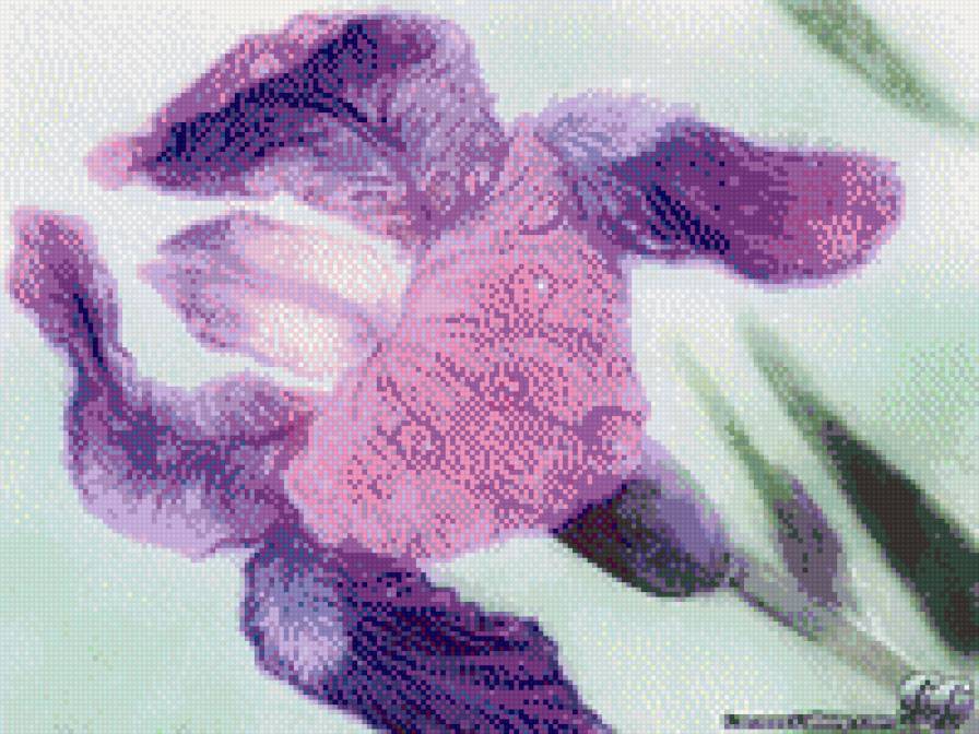 ирис - цветок, природа - предпросмотр