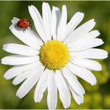 Схема вышивки «Ромашка»