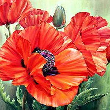 Схема вышивки «Маки»