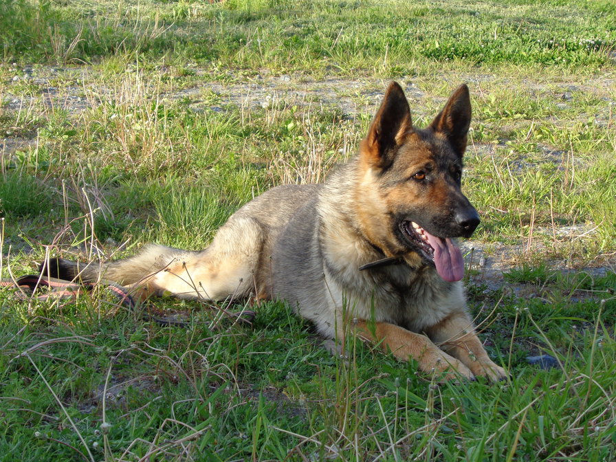 Немецкая овчарка МЕТЕЛЬ - овчарка - оригинал