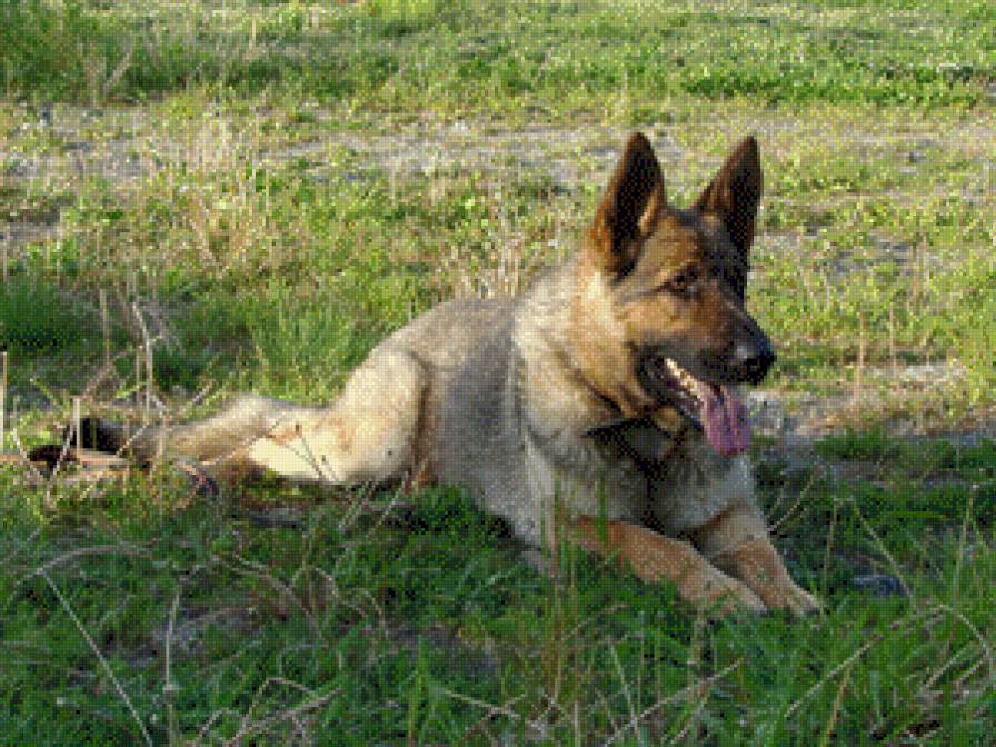 Немецкая овчарка МЕТЕЛЬ - овчарка - предпросмотр