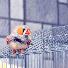 Схема вышивки «Амадин»