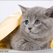 Схема вышивки «котенок»