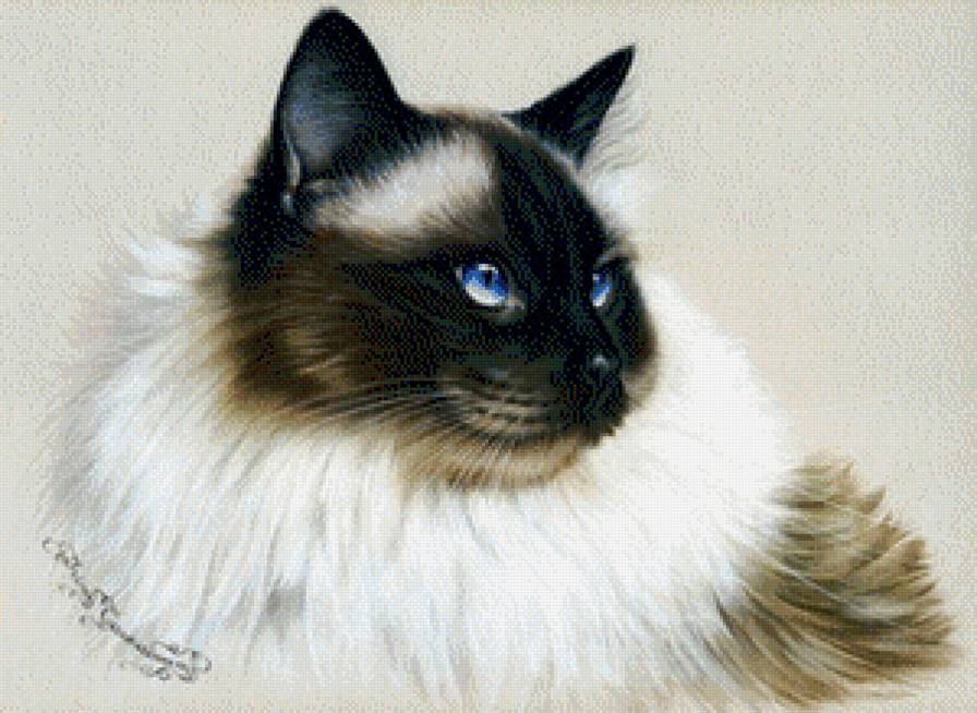 красавец - кошки - предпросмотр