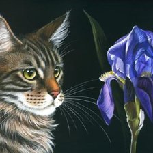 Схема вышивки «кошка с ирисом»