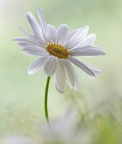 ромашка - лето, ромашка, цветы - оригинал