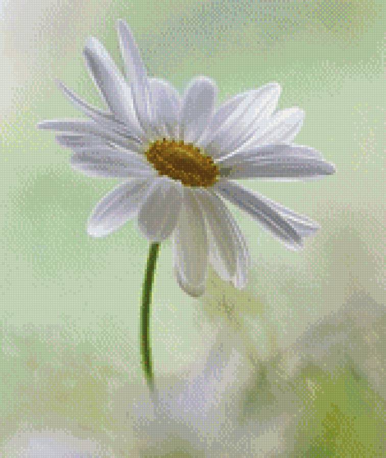 ромашка - лето, цветы, ромашка - предпросмотр