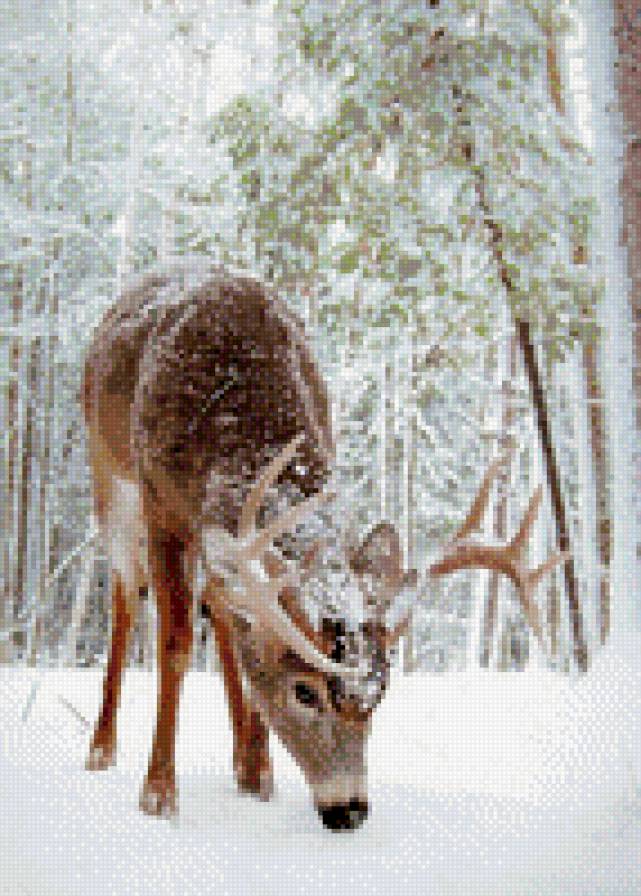 олень - зима, природа, животные - предпросмотр
