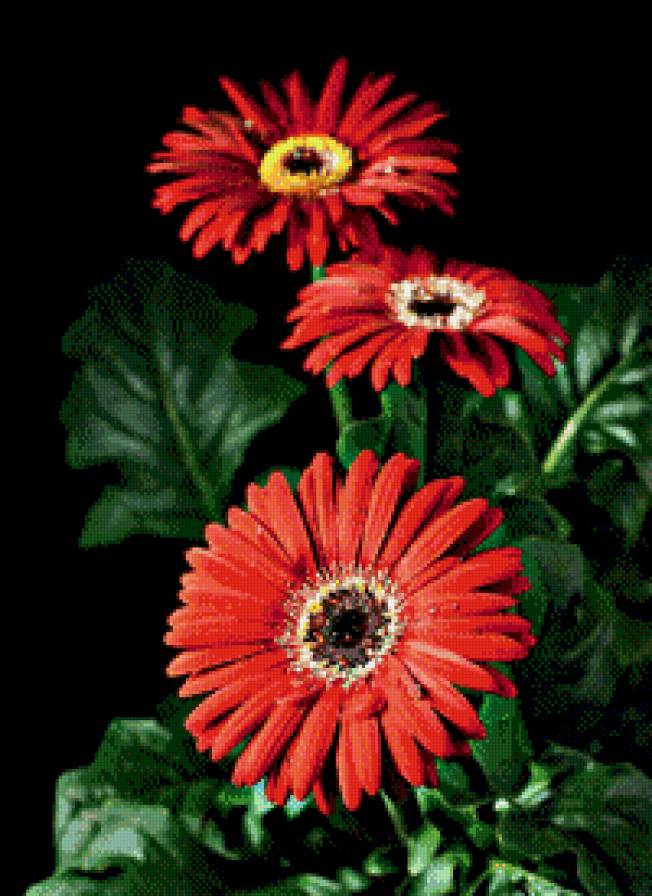 гербера - цветы - предпросмотр