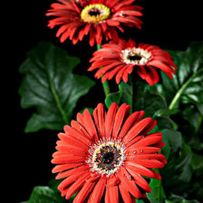 Схема вышивки «гербера»